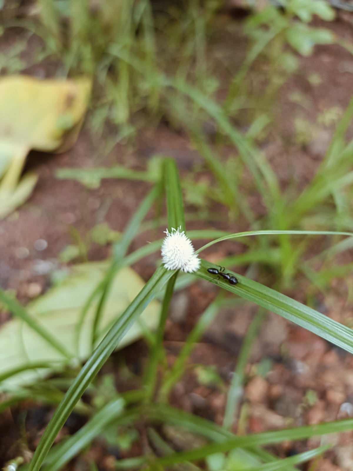 Vallimuthanga
