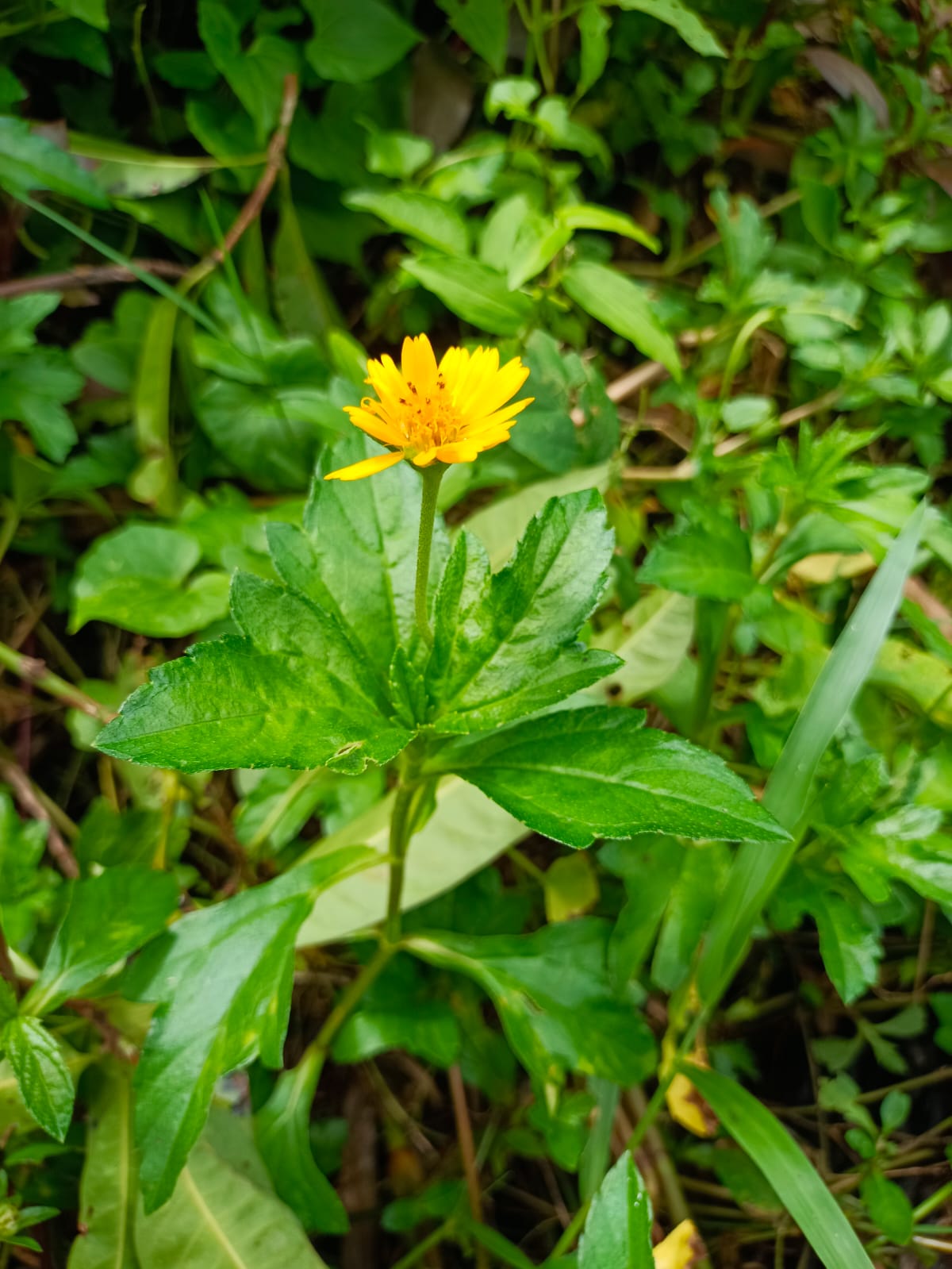 Kammal Chadi