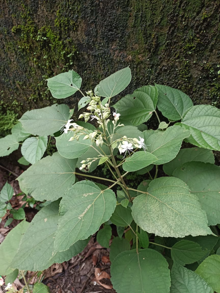 Peruku, Perivelam