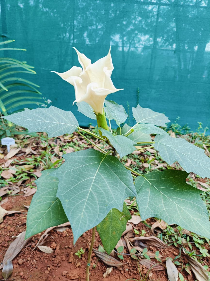  jimsonweed