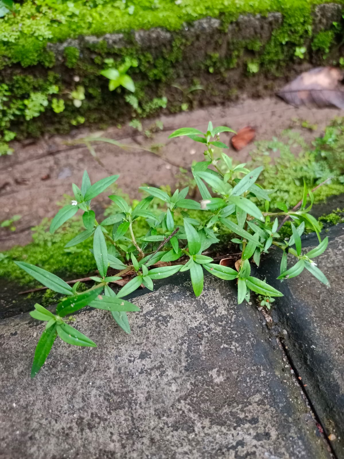 Parpatappullu 