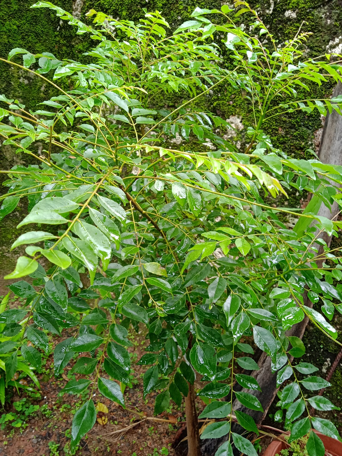 Kariveppila