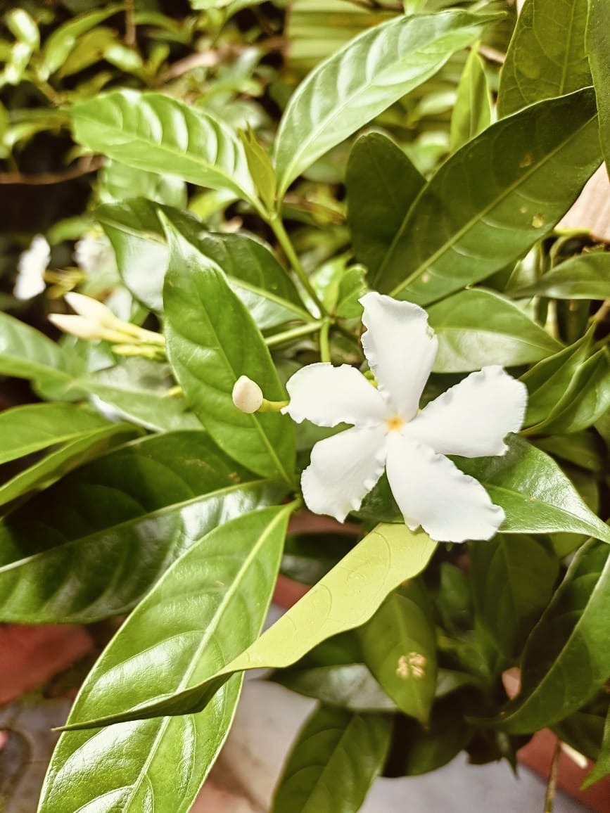 Nandiyaarvattom